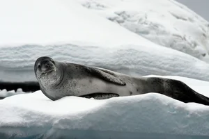 10 Surprisingly Innocent Looking Animals That Are Actually Deadly Predators - image 9