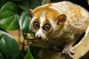 10 Surprisingly Innocent Looking Animals That Are Actually Deadly Predators - image 8