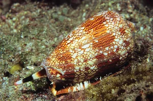10 Surprisingly Innocent Looking Animals That Are Actually Deadly Predators - image 5