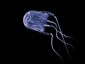 10 Surprisingly Innocent Looking Animals That Are Actually Deadly Predators - image 1