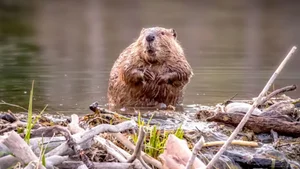 10 Surprisingly Innocent Looking Animals That Are Actually Deadly Predators - image 0