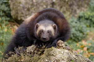 10 Surprisingly Innocent Looking Animals That Are Actually Deadly Predators - image 3