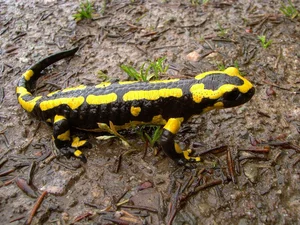 10 Surprisingly Innocent Looking Animals That Are Actually Deadly Predators - image 4