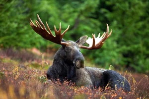 10 Surprisingly Innocent Looking Animals That Are Actually Deadly Predators - image 7