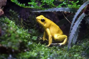 10 Surprisingly Innocent Looking Animals That Are Actually Deadly Predators - image 2