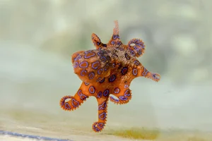 10 Surprisingly Innocent Looking Animals That Are Actually Deadly Predators - image 6