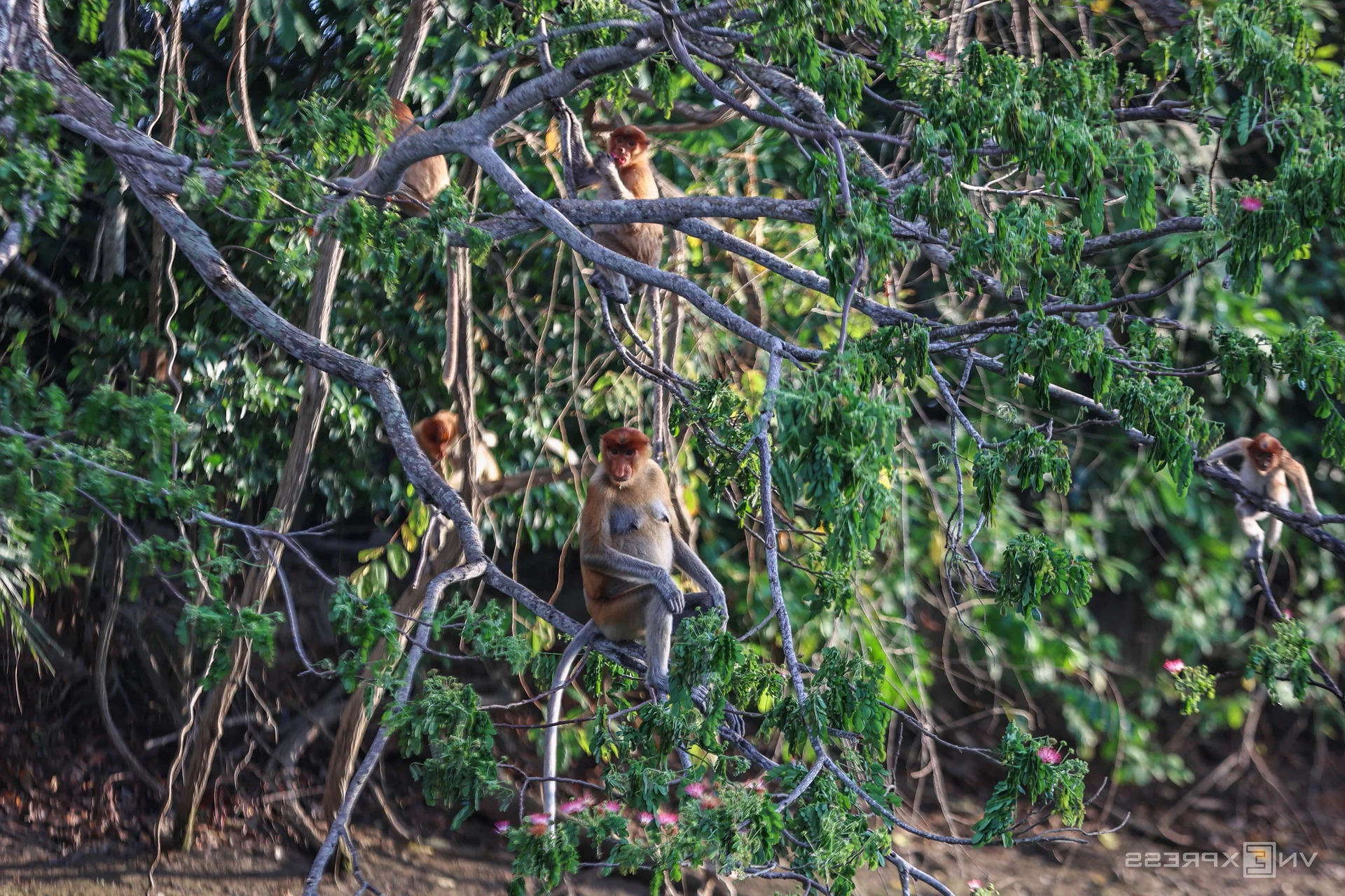 Discover the Proboscis Monkey: A Unique River Safari Experience in the Heart of Borneo