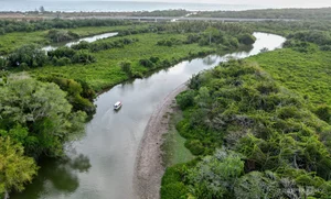 Discover the Proboscis Monkey: A Unique River Safari Experience in the Heart of Borneo - image 2