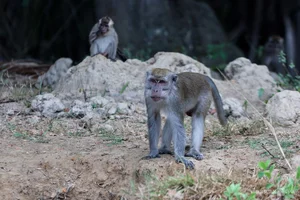 Discover the Proboscis Monkey: A Unique River Safari Experience in the Heart of Borneo - image 4