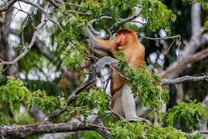 Discover the Proboscis Monkey: A Unique River Safari Experience in the Heart of Borneo - image 1