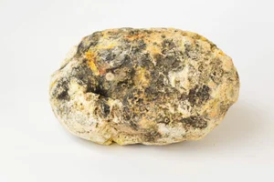 Floating Gold: The Rare Animal Substance More Valuable Than Precious Metals - image 5