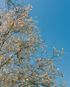 Discover the Ethereal White Bauhinia Flower Season in Na Su Village - image 5