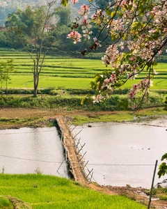 Discover the Ethereal White Bauhinia Flower Season in Na Su Village - image 6