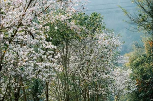 Discover the Ethereal White Bauhinia Flower Season in Na Su Village - image 4