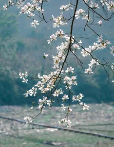 Discover the Ethereal White Bauhinia Flower Season in Na Su Village - image 0