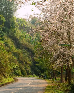 Discover the Ethereal White Bauhinia Flower Season in Na Su Village - image 1
