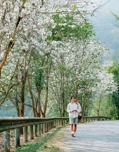 Discover the Ethereal White Bauhinia Flower Season in Na Su Village - image 2