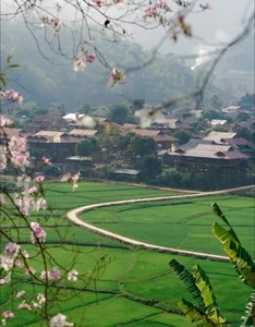 Discover the Ethereal White Bauhinia Flower Season in Na Su Village - image 3