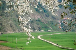 Discover the Ethereal White Bauhinia Flower Season in Na Su Village - image 9