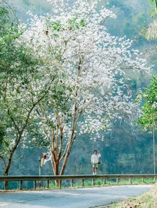 Discover the Ethereal White Bauhinia Flower Season in Na Su Village - image 7