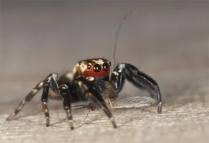 The Vampire Spider: Nature’s Bloodthirsty Jumping Arachnid Revealed - image 4