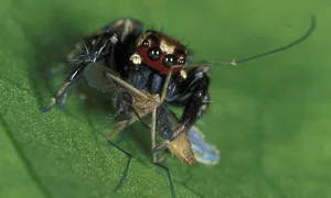 The Vampire Spider: Nature’s Bloodthirsty Jumping Arachnid Revealed - image 1