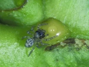 The Vampire Spider: Nature’s Bloodthirsty Jumping Arachnid Revealed - image 0