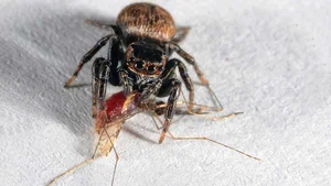 The Vampire Spider: Nature’s Bloodthirsty Jumping Arachnid Revealed - image 6