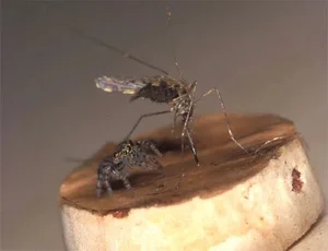 The Vampire Spider: Nature’s Bloodthirsty Jumping Arachnid Revealed - image 5
