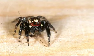 The Vampire Spider: Nature’s Bloodthirsty Jumping Arachnid Revealed - image 3