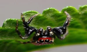 The Vampire Spider: Nature’s Bloodthirsty Jumping Arachnid Revealed - image 2