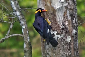 Discover the Amazing Bird Species That Mimics Human Speech in Vietnam - image 5