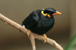 Discover the Amazing Bird Species That Mimics Human Speech in Vietnam - image 0