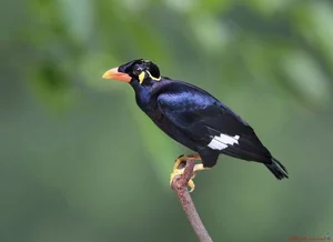 Discover the Amazing Bird Species That Mimics Human Speech in Vietnam - image 1