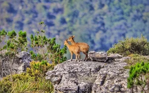 The Ecological Splendor and Ancient Geology of Africa's Iconic Flat-Top Peak - image 3