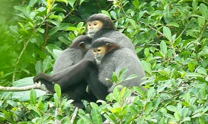 Discover the Vietnamese Island Home to Rare and Exotic Wildlife - image 3