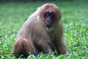 Discover the Vietnamese Island Home to Rare and Exotic Wildlife - image 2