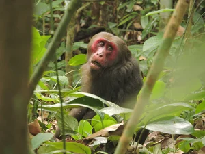 Discover the Vietnamese Island Home to Rare and Exotic Wildlife - image 9