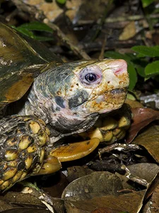 Discover the Vietnamese Island Home to Rare and Exotic Wildlife - image 4