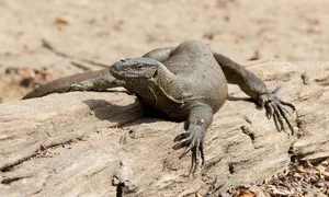 Discover the Vietnamese Island Home to Rare and Exotic Wildlife - image 6