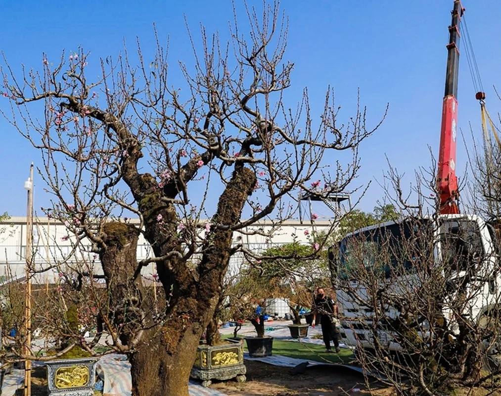Ancient Wild Peach Trees Flood City Streets in Preparation for Lunar New Year 2025
