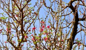 Ancient Wild Peach Trees Flood City Streets in Preparation for Lunar New Year 2025 - image 10