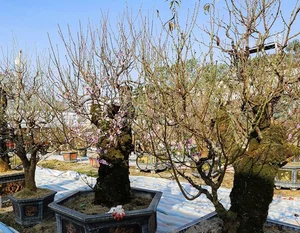 Ancient Wild Peach Trees Flood City Streets in Preparation for Lunar New Year 2025 - image 3