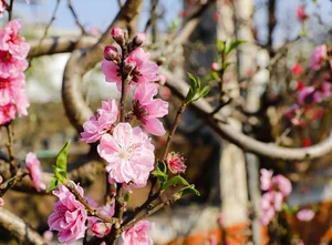 Ancient Wild Peach Trees Flood City Streets in Preparation for Lunar New Year 2025 - image 6