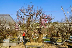 Ancient Wild Peach Trees Flood City Streets in Preparation for Lunar New Year 2025 - image 2