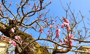 Ancient Wild Peach Trees Flood City Streets in Preparation for Lunar New Year 2025 - image 11