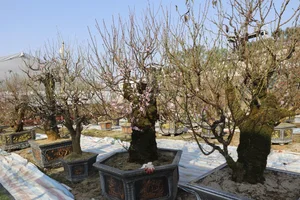 Ancient Wild Peach Trees Flood City Streets in Preparation for Lunar New Year 2025 - image 1