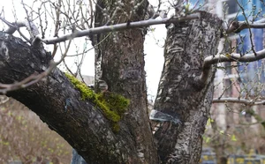 Ancient Wild Peach Trees Flood City Streets in Preparation for Lunar New Year 2025 - image 7