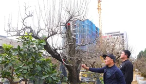 Ancient Wild Peach Trees Flood City Streets in Preparation for Lunar New Year 2025 - image 9