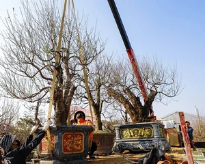 Ancient Wild Peach Trees Flood City Streets in Preparation for Lunar New Year 2025 - image 5